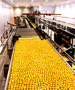 Agricultura Chilena, La geograf�a diversa de Chile ofrece muchos productos agr�colas. �stos se venden y se utilizan en el pa�s tal como para exportar. De hecho, la agricultura chilena representa un gran porcentaje de exportaciones chilenas a otros pa�ses, Madera El sur de Chile tiene bosques grandes y estos �rboles proporcionan la fuente para muebles, madera de construcci�n, y otros productos de madera, la pesca: Chile es un pa�s muy estrecho que extende desde Peru en el norte a Antartica en el sur. Y por lo largo del pa�s Chile tiene una costa a las orillas del Oc�ano Pac�fico. La costa enorme permite una industria de pesca muy productiva que entreque todo tipo de pesca como el salmon y Chilean Sea Bass, Frutas y Verduras: El valle central de Chile es ideal para crecer muchos tipos de frutas, veh�culos, y granos. Debido a un clima favorable y a un aislamiento geogr�fico que reduzca par�sitos extranjeros y enfermedades, Chile puede tener una industria agricultura que prospera. Productos Principales De la Agricultura Chilena: uvas, manzanas, peras, cebollas, trigo, maiz, avena, duraznos, ajo, esparragos, habas, carne de pollo, vaca, lana, pesca, madera