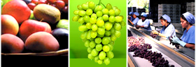 Frutas Chilenas, productores de frutas frescas de Chile, empresas de produccion y exportacion de frutas Chilenas en Estados Unidos, productores de manzana, uva de mesa, chirimoyas, paltas, avocados, kiwis, duraznos, fresas,... Chile Business Guide presenta empresas Chilenas de produccion de frutas de alta calidad, productos para la exportacion en los Estados Unidos, frutas para Europa, Asia y todo Latinoamerica. Chile es uno de los mas importantes productores y exportadores de frutas frescas y conservadas de alta calidad en el mundo. Exportacion de manzanas chilenas, kiwis, papaya, produccion de uva de mesa, maracuya made in Chile