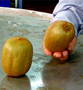 Kiwis de exportacion junto a otras frutas Chilenas, productores de frutas frescas de Chile, empresas de produccion y exportacion de frutas Chilenas en Estados Unidos, productores de manzana, uva de mesa, chirimoyas, paltas, avocados, kiwis, duraznos, fresas,... Chile Business Guide presenta empresas Chilenas de produccion de frutas de alta calidad, productos para la exportacion en los Estados Unidos, frutas para Europa, Asia y todo Latinoamerica. Chile es uno de los mas importantes productores y exportadores de frutas frescas y conservadas de alta calidad en el mundo. Exportacion de manzanas chilenas, kiwis, papaya, produccion de uva de mesa, maracuya made in Chile