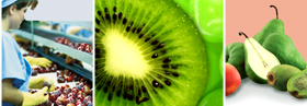 Frutas Chilenas, productores de frutas frescas de Chile, empresas de produccion y exportacion de frutas Chilenas en Estados Unidos, productores de manzana, uva de mesa, chirimoyas, paltas, avocados, kiwis, duraznos, fresas,... Chile Business Guide presenta empresas Chilenas de produccion de frutas de alta calidad, productos para la exportacion en los Estados Unidos, frutas para Europa, Asia y todo Latinoamerica. Chile es uno de los mas importantes productores y exportadores de frutas frescas y conservadas de alta calidad en el mundo. Exportacion de manzanas chilenas, kiwis, papaya, produccion de uva de mesa, maracuya made in Chile