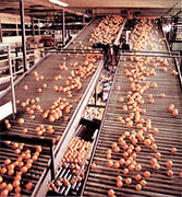 Productores de frutas Chilenas, productores de frutas frescas de Chile, empresas de produccion y exportacion de frutas Chilenas en Estados Unidos, productores de manzana, uva de mesa, chirimoyas, paltas, avocados, kiwis, duraznos, fresas,... Chile Business Guide presenta empresas Chilenas de produccion de frutas de alta calidad, productos para la exportacion en los Estados Unidos, frutas para Europa, Asia y todo Latinoamerica. Chile es uno de los mas importantes productores y exportadores de frutas frescas y conservadas de alta calidad en el mundo. Exportacion de manzanas chilenas, kiwis, papaya, produccion de uva de mesa, maracuya made in Chile
