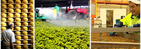 Agricultura en Chile, productores de productos agricolas de exportacion. Empresas agricolas chilenas con exportacion al por mayor en Latinoamerica y Estados Unidos. Fabricantes de maquinas agricolas para la industria agricola chilena e internacional, tractores agricolas, cortadoras industriales, recogedores automaticos de productos agricolas, regadores automaticos y accessorios agricolas de exportacion desde Chile en todo Latinoamerica, Estados Unidos, Canada, Europa y Asia. Productos agricolas para la desinfectacion de terrenos, agentes y productos naturales para la prevencion y cuidado de las tierras agricolas para la exportacion a distribuidores al por mayor de los Estados Unidos y el mundo agricola internacional. Productos finales como papas, hortalizas, tomates, frutas, ganaderia, pesca... y mas para la exportacion en China, Estados Uniods, Italia, Alemania, Inglaterra, Irlanda, Japon, Taiwan, Arabia Saudita, Emiratos Arabes, Brazil, Argentina, Peru, Venezuela, Mexico, Uruguay, Bolivia... Chile Business Guide ofrece una lista de productores agricolas asociados y certificados para suportar con productos de exportacion el mercado internacional...