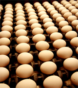 Productos alimenticios de exportacion al por mayor, agricultura en Chile, productores de productos agricolas de exportacion. Empresas agricolas chilenas con exportacion al por mayor en Latinoamerica y Estados Unidos. Fabricantes de maquinas agricolas para la industria agricola chilena e internacional, tractores agricolas, cortadoras industriales, recogedores automaticos de productos agricolas, regadores automaticos y accessorios agricolas de exportacion desde Chile en todo Latinoamerica, Estados Unidos, Canada, Europa y Asia. Productos agricolas para la desinfectacion de terrenos, agentes y productos naturales para la prevencion y cuidado de las tierras agricolas para la exportacion a distribuidores al por mayor de los Estados Unidos y el mundo agricola internacional. Productos finales como papas, hortalizas, tomates, frutas, ganaderia, pesca... y mas para la exportacion en China, Estados Uniods, Italia, Alemania, Inglaterra, Irlanda, Japon, Taiwan, Arabia Saudita, Emiratos Arabes, Brazil, Argentina, Peru, Venezuela, Mexico, Uruguay, Bolivia... Chile Business Guide ofrece una lista de productores agricolas asociados y certificados para suportar con productos de exportacion el mercado internacional...