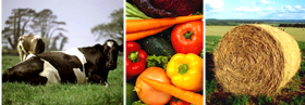 Agricultura en Chile, productores de productos agricolas de exportacion. Empresas agricolas chilenas con exportacion al por mayor en Latinoamerica y Estados Unidos. Fabricantes de maquinas agricolas para la industria agricola chilena e internacional, tractores agricolas, cortadoras industriales, recogedores automaticos de productos agricolas, regadores automaticos y accessorios agricolas de exportacion desde Chile en todo Latinoamerica, Estados Unidos, Canada, Europa y Asia. Productos agricolas para la desinfectacion de terrenos, agentes y productos naturales para la prevencion y cuidado de las tierras agricolas para la exportacion a distribuidores al por mayor de los Estados Unidos y el mundo agricola internacional. Productos finales como papas, hortalizas, tomates, frutas, ganaderia, pesca... y mas para la exportacion en China, Estados Uniods, Italia, Alemania, Inglaterra, Irlanda, Japon, Taiwan, Arabia Saudita, Emiratos Arabes, Brazil, Argentina, Peru, Venezuela, Mexico, Uruguay, Bolivia... Chile Business Guide ofrece una lista de productores agricolas asociados y certificados para suportar con productos de exportacion el mercado internacional...