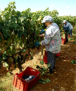 Vinos tintos Italianos, vino blanco con las mejores uvas organicas...desde 1869, nuestro fundador Francesco Dimastrodonato, desarrollo la cultivacion de las "Uvas de Partemio" para producir vinos de alta calidad en Italia. Hoy la familia Dimastrodonato continua esta tradicion y pasion por los vinos respetando el ambiente del Salento. Contacta nuestros expertos de export en vinos Italianos y CONVIERTETE EN NUESTRO DISTRIBUIDOR