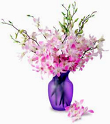 ORCHIDEAS Arreglos para San Valentin y Romance para damas exigentes... Ofrecemos una completa coleccion de arreglos Online para Aniversario, cumpleanos, Romance, buena salud, recien nacido, Funeral, Simpatia, Thanksgiving, navidad, dia de las madres, dia de las padres, Secretarias, Boss, pascua, primavera y fantasticos Miami Tropicales y flores Exoticas...