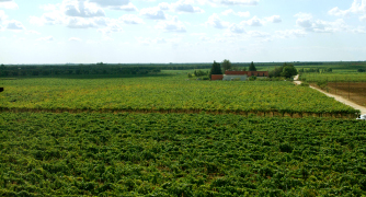 Our vineyard located in Latiano Brindisi (Puglia) with 108 hectares (1.080.000 m2)  and almost 5000 and 6000 grapes plant per hectare... Since 1869 the family Dimastrodonato produces and develops a great grapes in contrada Partemio (Latiano- Brindisi) Their wine collection "Lomazzi & Sarli" is one of the most traditional VIP wines offered to the worldwide wine distribution... Lomazzi & Sarli is a proud Italian winemaking, with wines 100% made in Italy, convinced that high quality wines as Primitivo, Chardonnay, Negroamaro, Novello, Malvasia Bianca,... red and whites are the best Business Presentation to support international wine distribution...