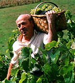 Productores de vino Chileno de exportacion, vinos tintos Chilenos o vinos rojos hechos en Chile de exportacion al por mayor en Estados Unidos y Latinoamerica, vinos al por mayor en Chile, distribucion de vinos rojos y vinos blancos en mercado Italianos, Argentinos, Chilenos, Peruanos en Miami y todos los Estados Unidos. Productores y distribuidores de vinos al por mayor, vino rojo y blanco, fabrica bebidas de Chile para Miami y los Estados Unidos de America, produccion de uva, distribucion de vino y bebidas de exportacion al por mayor en Chile y Latinoamerica...